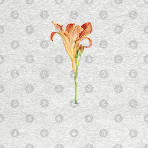 Orange Daylily Illustration by PatriciaSheaArt